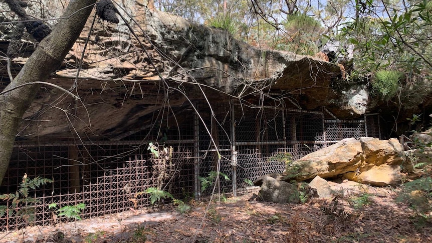 A large sandstone cave with wire fencing across the entrance.