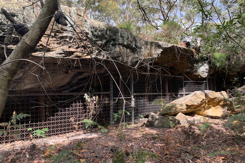 A large sandstone cave with wire fencing across the entrance.