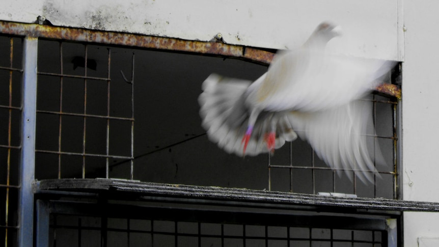 racing pigeon leaving coop