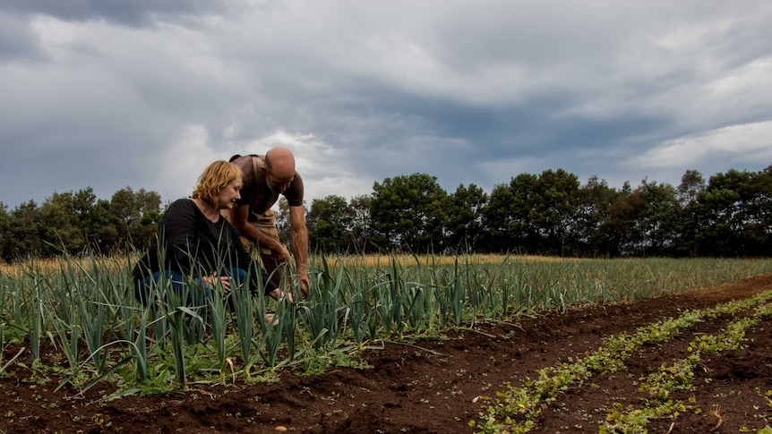 Farmers inspect plants in a crop