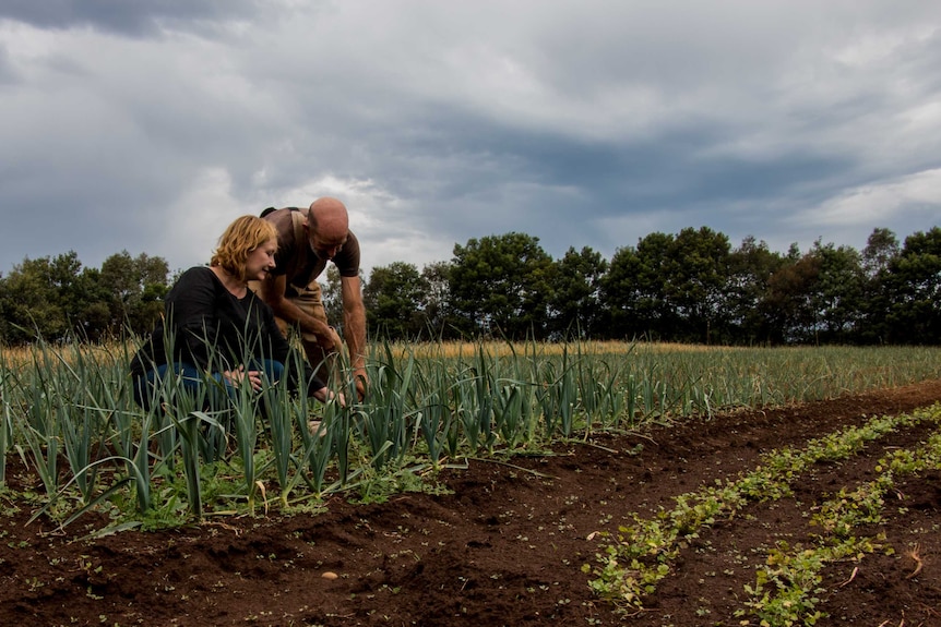 Derri-Anne and Tim Wyatt inspect a crop of leek on their organic farm in central Victoria.