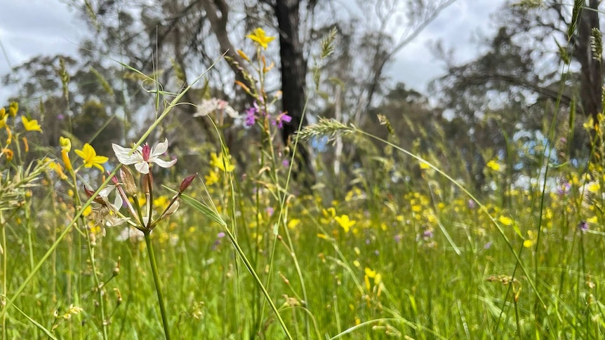 Milkmaid grass with white and pink flowers with a field of yellow-flowering grasses in the background and trees.