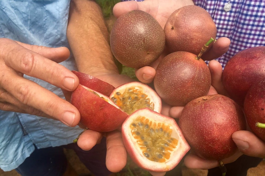 The new hybrid passionfruit varieties are a cross between Panama Red and the  purple Edulis type passionfruit typically grown in Southern markets.