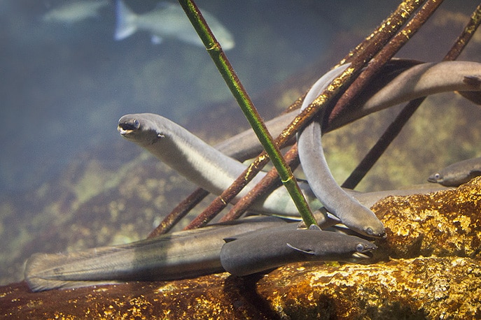 Four or five gray European eels swim underwater in a small cluster.