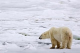 A male polar bear waits for an ice sheet to form