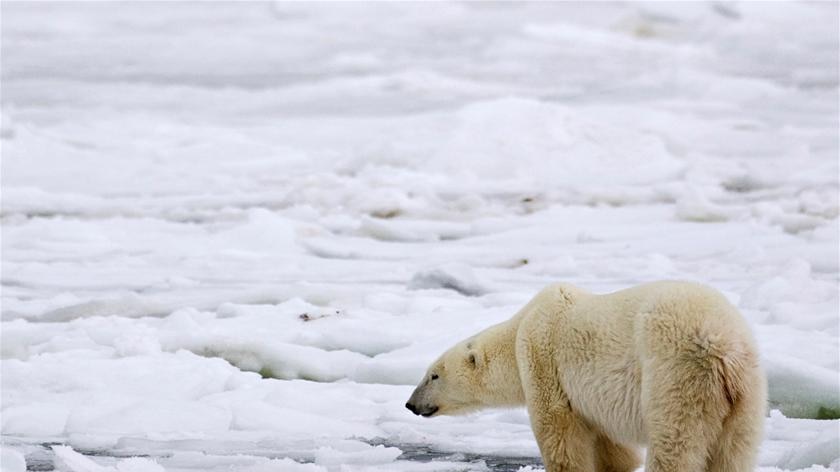 A male polar bear waits for an ice sheet to form