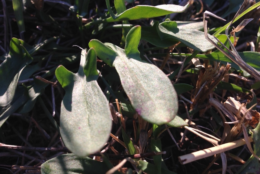 Sheep sorrel.