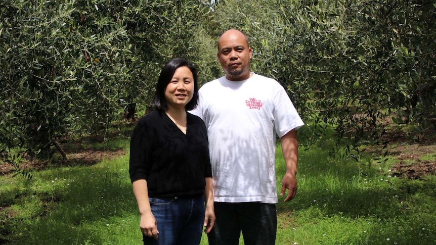 A man and a woman in an olive grove