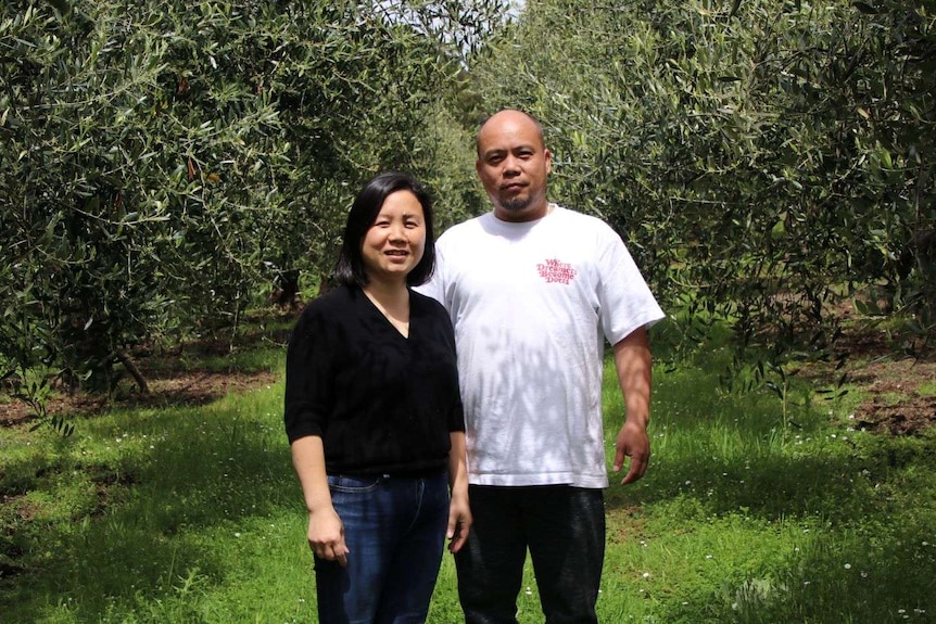 A man and a woman in an olive grove