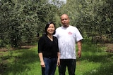Helen Huang 和 Kelvin Xu 经营着Cradle Coast 橄榄农场。