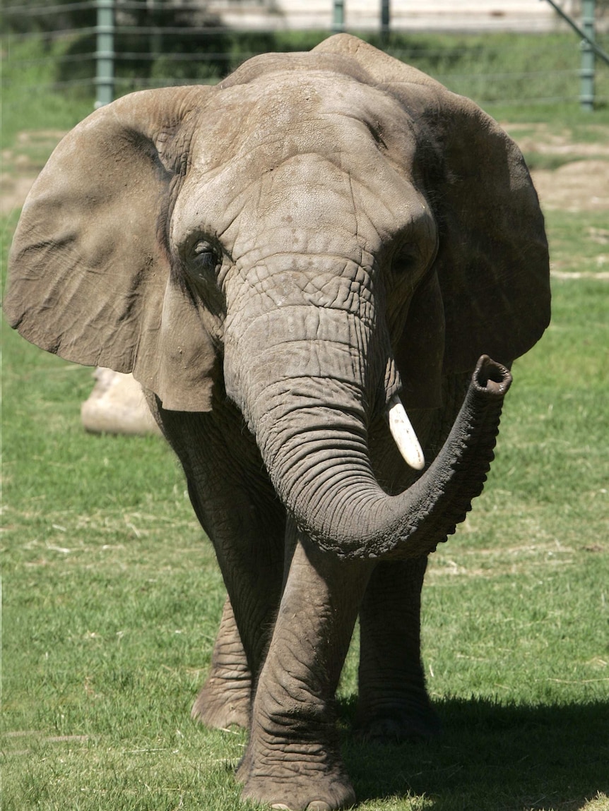 elephant 2