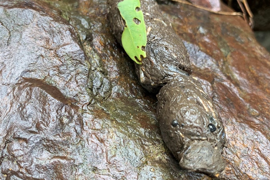 An image of spotted-tail quoll faeces with a green leaf stuck too it on a rock surrounded by dead leaves.