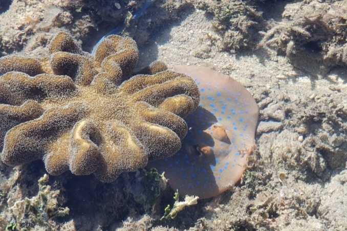 Spotted stingray hiding under a large coral in the shallows on the Great Barrier Reef