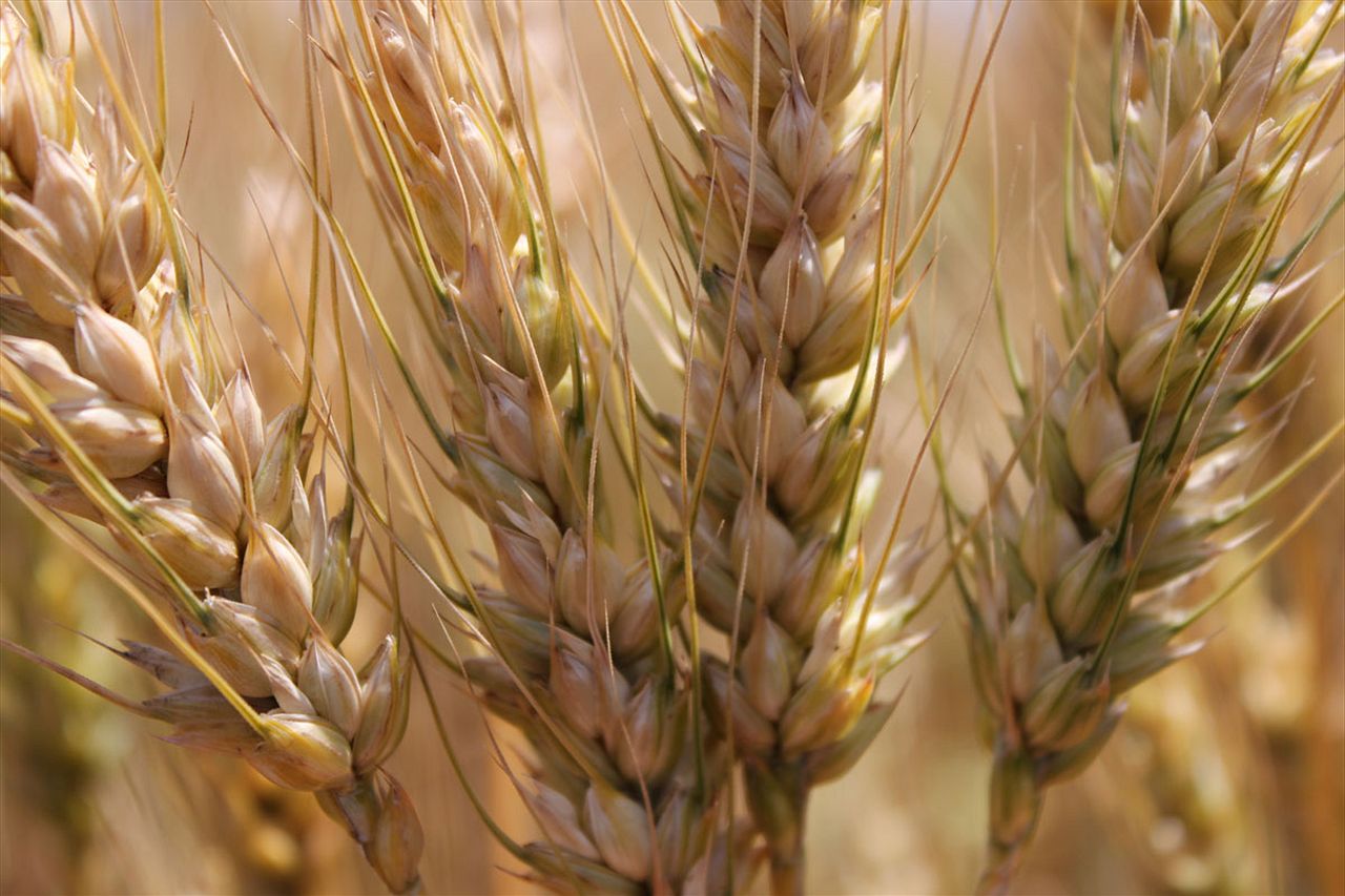 Пшеница в австралии