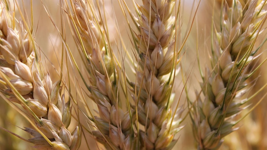 Хлопок и пшеница. Зерновые культуры. Пшеница Узбекистан. Злаковые культуры Австралии.