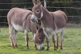 Two miniature donkeys in a paddock