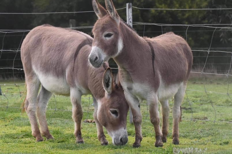 Two miniature donkeys in a paddock