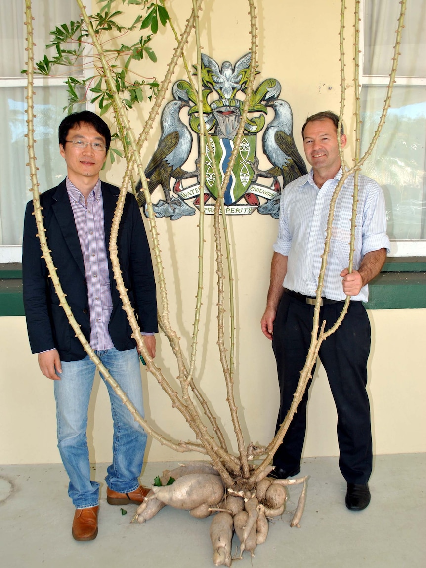 Scot Kim and Stewart Peters from Australian Cassava Technology with one of the Burdekin-grown cassava plants.