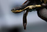 A small turtle with a yellow stripe along its face and side, in a person's hand.