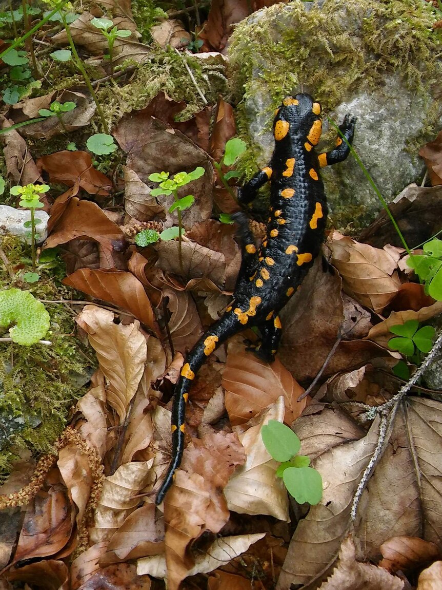A fire salamander, with orange spots.