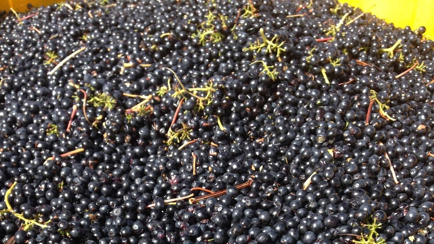Freshly picked Shiraz grapes, from Wrattonbully, fill a yellow bin.