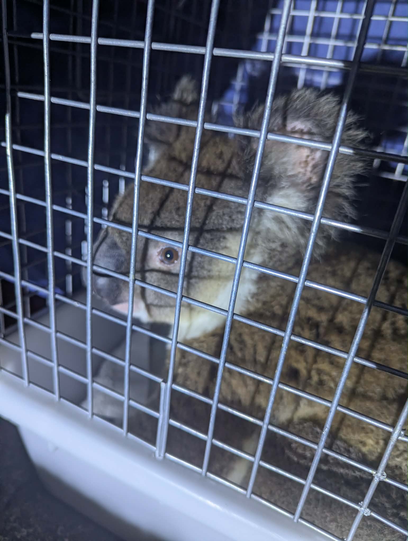 Close de um coala, em uma gaiola com pouca luz.