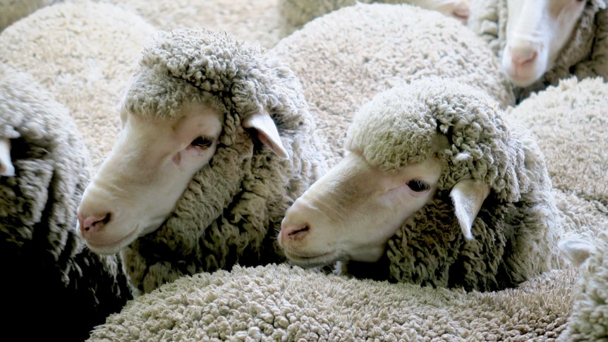 Sheep are herded into a pen for shearing