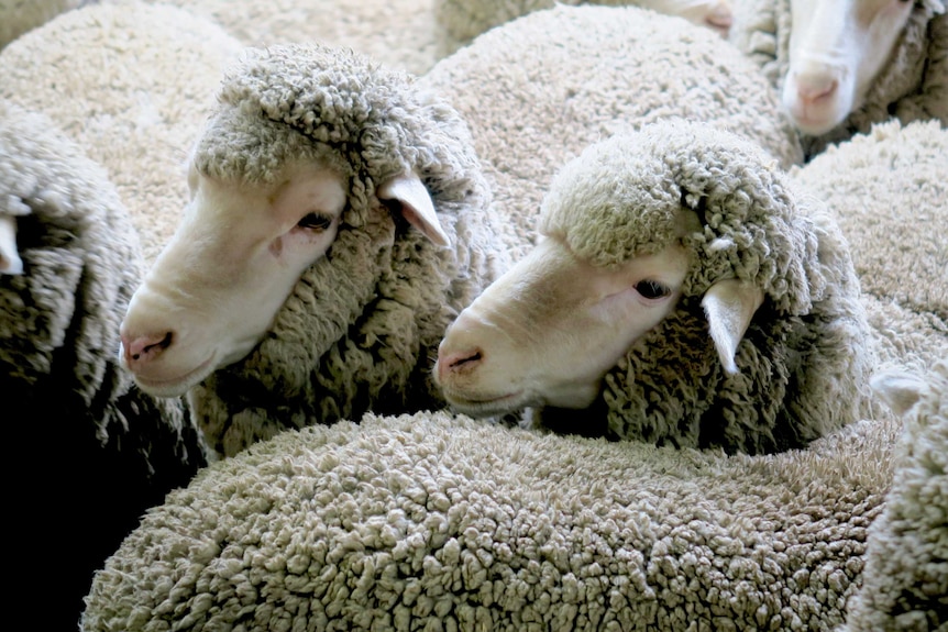 Sheep are herded into a pen for shearing