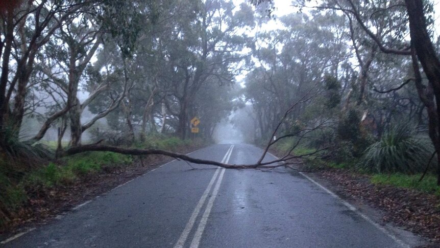 A fallen tree along a road in Willunga Hill, south of Adelaide