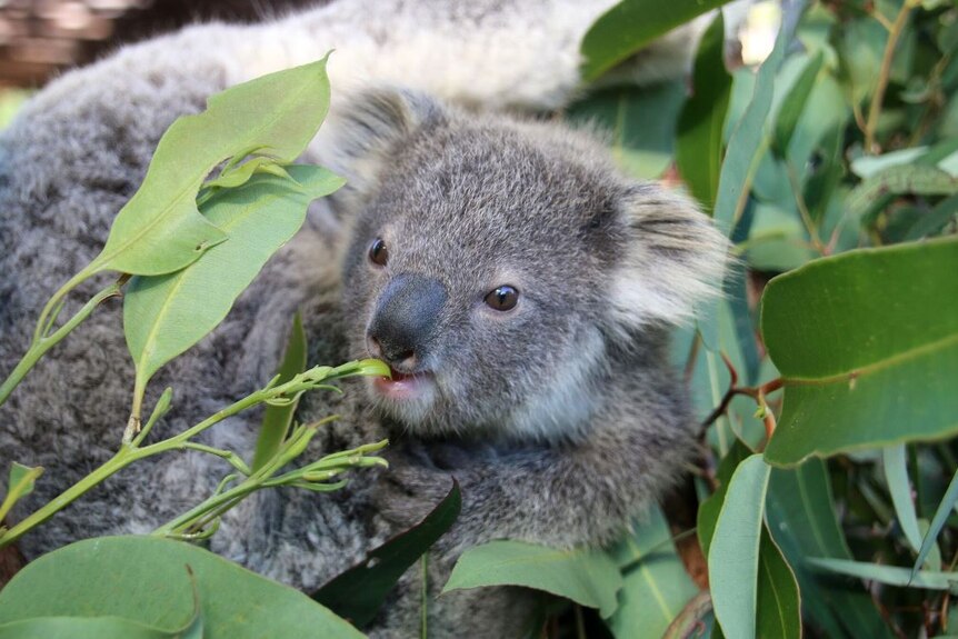 Willow's joey eats eucalyptus leaves