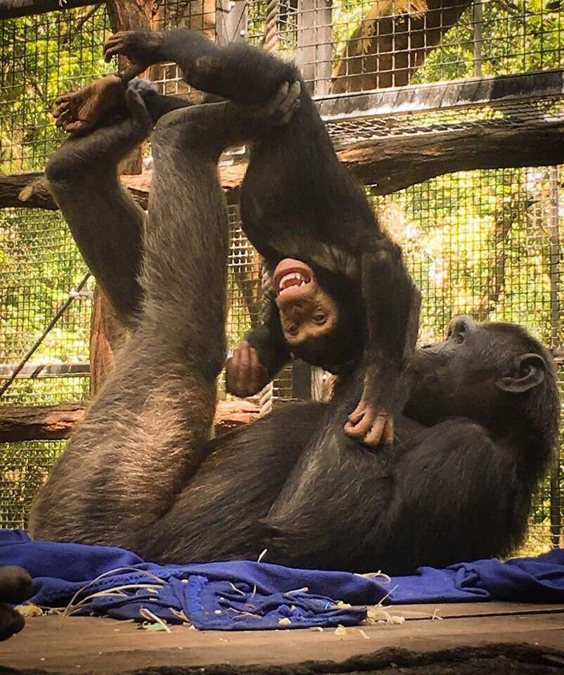 Toddler size chimpanzee hanging upside playing with adult chimpanzee lying down.