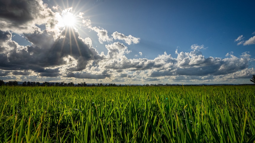 The sun shines through the clouds over sn open green field of rice crops.