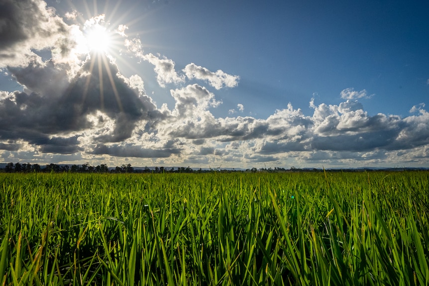 The sun shines through the clouds over sn open green field of rice crops