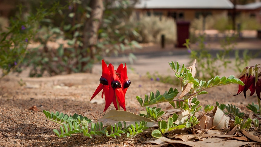 a red sturt desert pea with green vines against a red dirt background