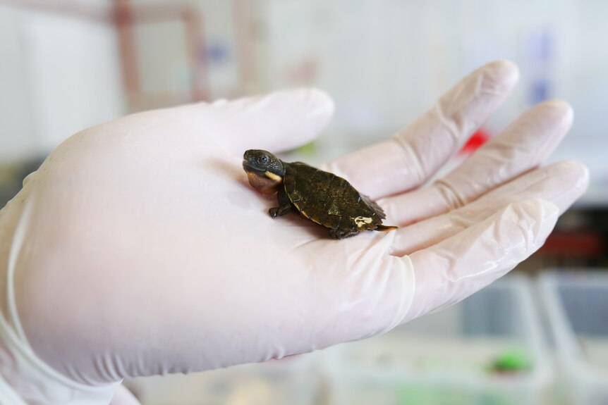 A baby Bell's turtle sits on a white lab glove in the lab. The baby turtle is no bigger than the palm of the researchers hand.