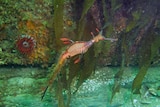 Weedy Seadragon with algae covered eggs