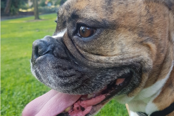 A profile shot of a bulldog in a park.