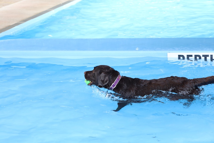 Gracie swims at the Glenorchy pool.