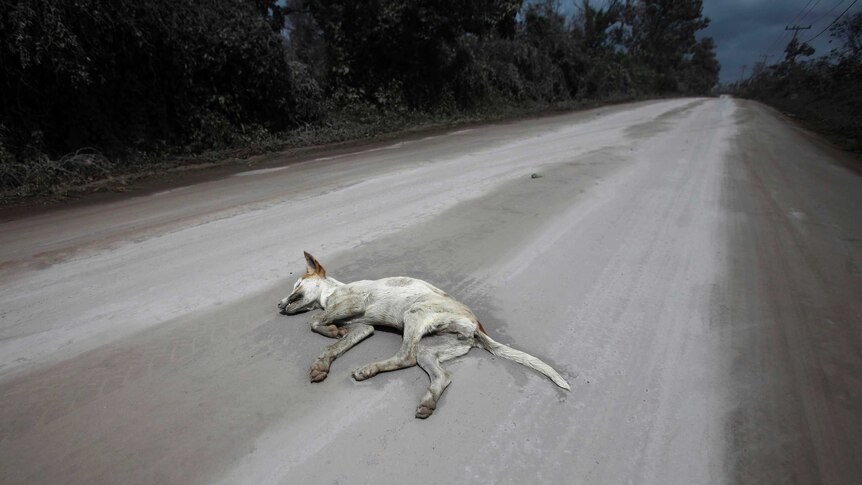 A dead dog lies on a street covered in ash from Mount Sinabung, a volcano near Tiga Pancur.
