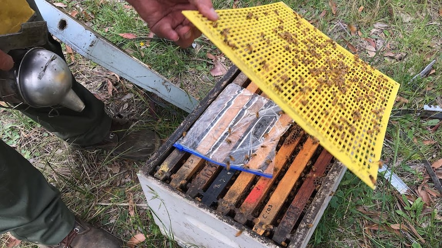 A bag of sugar syrup lies on top of a bee hive.