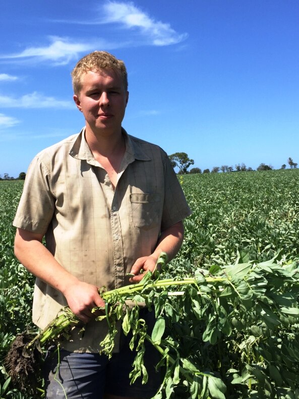 Bengworden farmer Toby Caithness in a paddock of beans at his East Gippsland property.