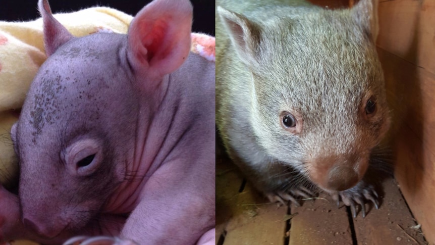 Two wombats, one very young
