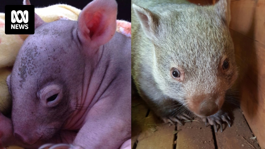 Orphaned wombat Lucky enjoying life with buddy and carer