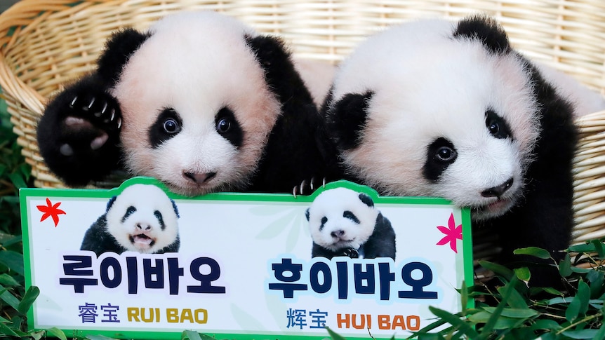 Южная Корея называет своих панд-близнецов Роем Бао и Хуэй Бао.