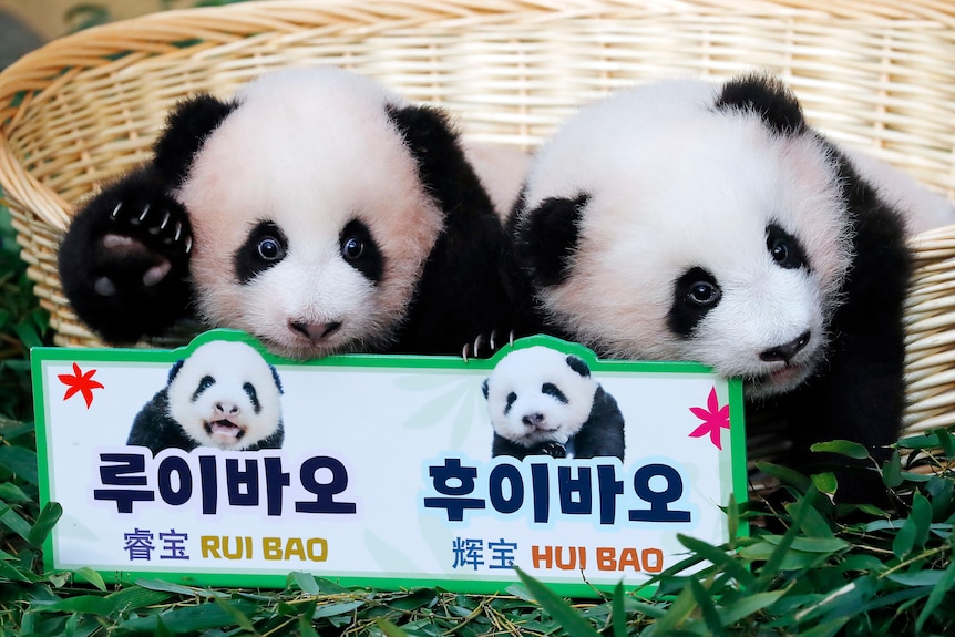 Two panda cubs, sitting in a basket, in front of a sign with their names.