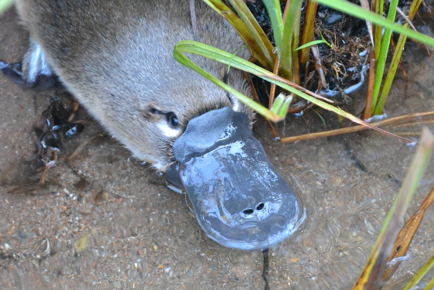 close up of platypus face in water by some reeds