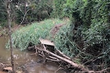 Plants bent over and washed away by flooding.