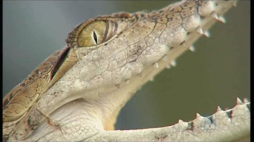 Owner fears the freshwater crocodile may have been eaten