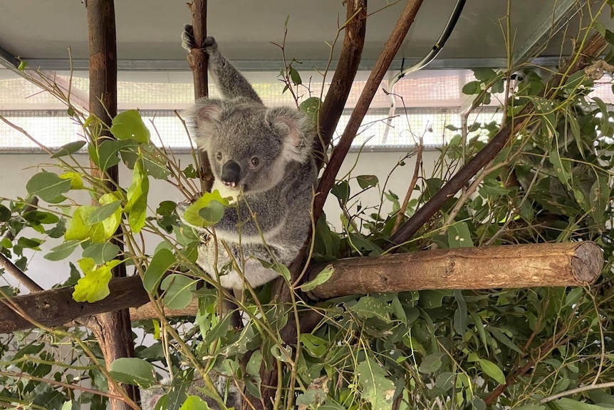 Koala sitting on branch surrounded by leaves inside an enclosure.