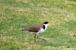 Plover